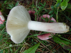 Russula atropurpurea