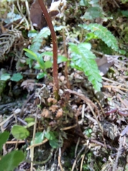 Cornopteris banajaoensis