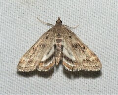 Parapoynx obscuralis