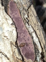 Hypoxylon rubiginosum