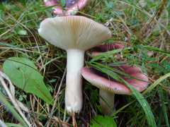 Russula atropurpurea