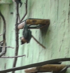 Pteropus rodricensis