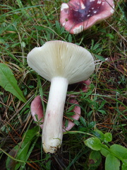 Russula atropurpurea