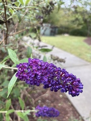 Buddleja