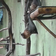 Pteropus rodricensis