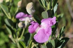 Podalyria myrtillifolia