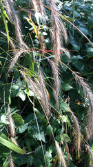 Elymus canadensis