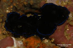 Pseudoceros caeruleocinctus