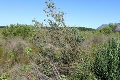 Podalyria myrtillifolia