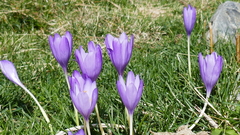 Crocus nudiflorus