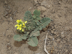Sisymbrium officinale