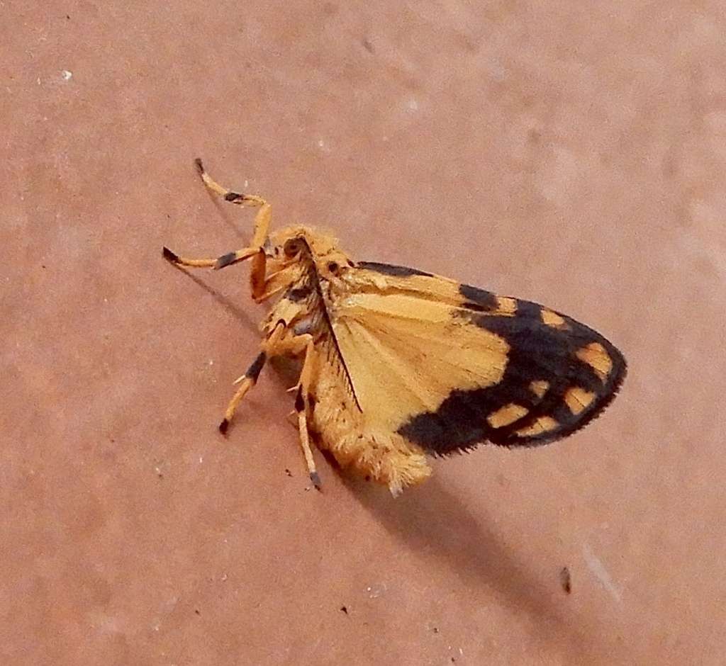 Footman moth