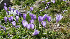 Crocus nudiflorus