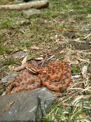 Vipera aspis