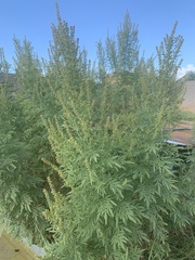 Ambrosia psilostachya