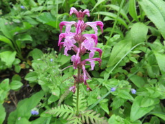 Pedicularis chamissonis