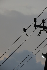 Dicrurus macrocercus