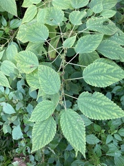 Boehmeria cylindrica