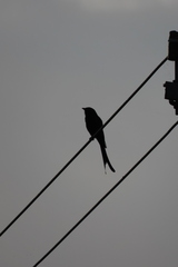 Dicrurus macrocercus