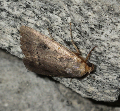 Amphipyra pyramidea