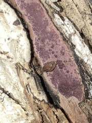 Hypoxylon rubiginosum