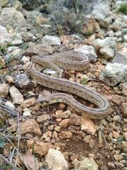 Zamenis scalaris