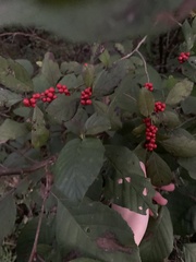 Ilex decidua