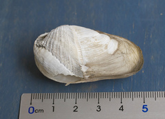 Penitella gabbii