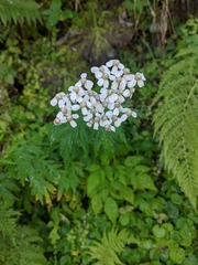 Achillea macrophylla