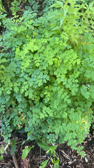 Thalictrum occidentale