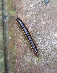Asiomorpha coarctata