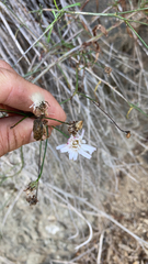 Malacothrix saxatilis
