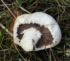 Agaricus campestris