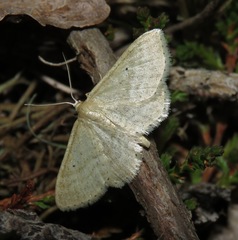 Idaea sylvestraria