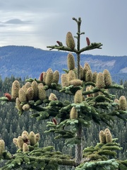Abies procera