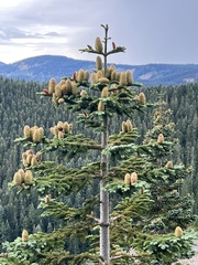 Abies procera