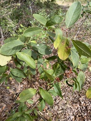 Lyonia mariana