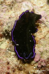 Pseudoceros caeruleocinctus