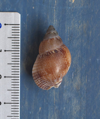Nassarius sufflatus