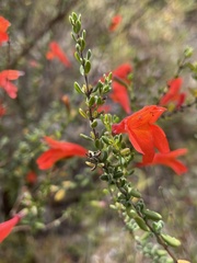 Clinopodium coccineum
