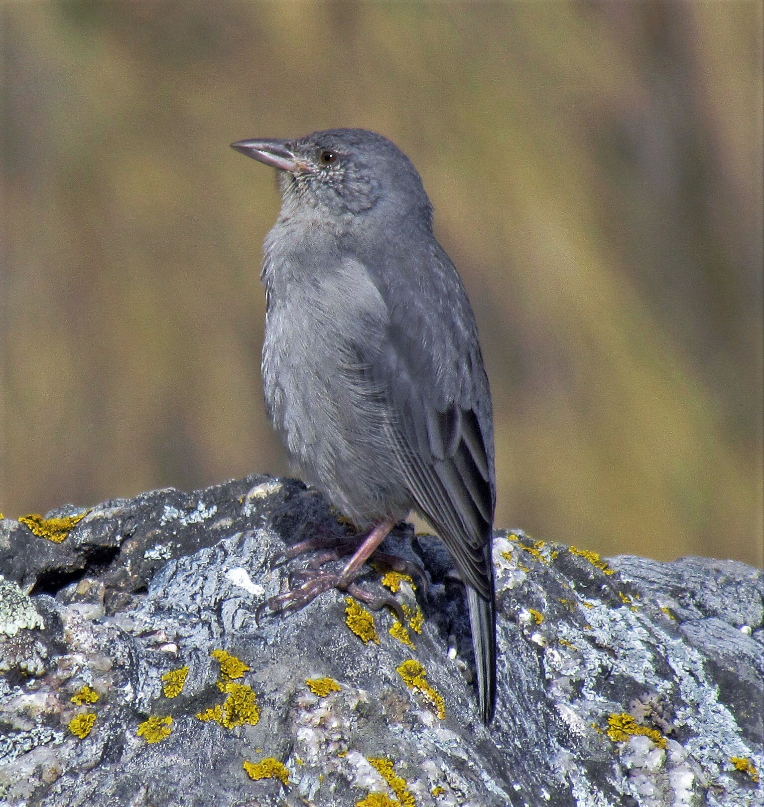 Boulder Finch (Idiopsar brachyurus)