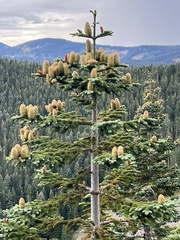Abies procera