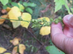 Agrimoniinae