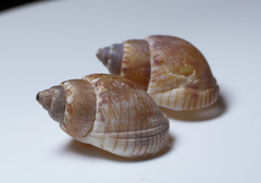 Nassarius sufflatus