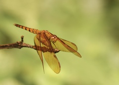 Neurothemis fulvia