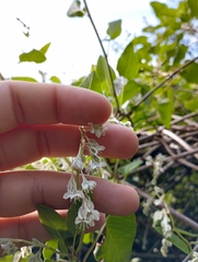 Fallopia baldschuanica