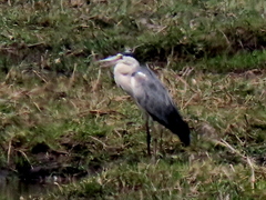 Ardea cinerea cinerea