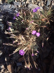 Dianthus nardiformis