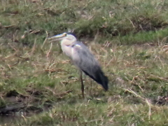 Ardea cinerea cinerea