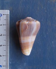 Conus pauperculus